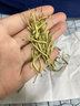 新益号金银花新鲜无熏硫办公室日常清润泡水喝可配菊花枸杞花草茶50g 实拍图