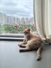 憨憨乐园猫玩具吸盘猫咪转转乐逗猫幼猫小猫逗猫棒自嗨解闷神器玩具 实拍图