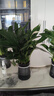 年宵花【热销款】白掌一帆风顺盆栽水培植物绿植过年装饰摆件年货 特级白掌带花+繁星自吸盆 实拍图