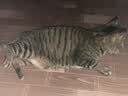 多特思猫零食猫条100支金枪鱼味成猫幼猫咪零食湿粮 实拍图