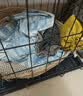 泽硕宁狗笼子大中小型犬狗窝带厕所折叠便携猫笼子超大号狗狗围栏宠物笼 黑色狗笼【加粗加固】赠厕所托盘 小型犬【8斤内】50*33*38 无毛边/无倒刺/不卡脚 实拍图