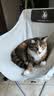伯纳天纯生·鲜系列Ultra成猫幼猫冻干猫粮深海御鲜8kg 实拍图