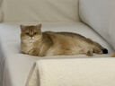 艾禾美（ARM&HAMMER）铁锤猫砂黑盒红标膨润土钠基矿量贩装 38磅 实拍图