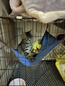 憨憨宠猫笼折叠猫笼子大号猫别墅加粗加密双层猫舍猫窝宠物猫咪用品家用 黑色 700双层 实拍图