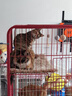 澳龙AD犬猫主食罐头湿粮主食罐情绪舒缓营养补充康复护理湿粮85g*15罐 实拍图
