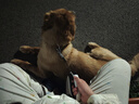 网易严选犬粮全价冻干三拼狗粮成幼犬小型中大型犬通用牛肉盛宴金毛 20kg 实拍图