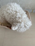 HELLOJOY狗厕所中型小型犬专用防踩屎便盆尿尿盆非不锈钢大小便神器狗砂盆 实拍图