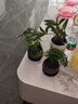文竹盆栽绿植花卉盆景植物室内客厅水培文松云竹文竹大苗四季常青 文竹+舍得陶瓷盆+塑料圆底托 高度15-25cm 实拍图