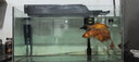 金利佳（Jeneca）鱼缸过滤器三合一吸水泵滤盒水族箱上滤上置循环过滤槽壁挂增氧 【大号黑色五件套】适长55-82cm 实拍图