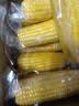 京鲜生东北黄玉米棒200g×8棒25年新玉米 真空黏玉米 多种包装 源头直发 实拍图