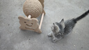 HELLOJOY逗猫咪玩具自嗨解闷猫抓板幼猫爪板小猫抓球耐抓不掉屑耐磨猫爬架 实拍图