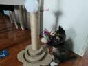 欢宠网猫抓柱猫抓板猫爬架猫玩具猫咪立式剑麻自嗨解闷神器猫猫小猫幼猫 实拍图