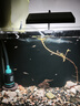 尼奥光（NEO-HELIOS）鱼缸灯水草灯LED灯S3pro+RGB植物光谱 【二代加长款】13wS3pro+加长24厘米 实拍图