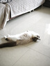 普安特宠物猫咪耳螨洗耳液滴眼液狗泪痕耳道清洁滴耳液尔加分洗眼液闪晶 实拍图