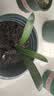 四季君子兰盆栽室内花带花苞老苗圆头和尚君子兰花卉植物好养绿植 君子兰2-3片叶小苗 实拍图