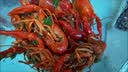信良记26年中号麻辣蒜香龙虾650g/盒18-22只生鲜虾类加热即食 湖北整虾 650g 麻辣味中号*3盒 实拍图