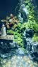丘辰苔藓微景观养鱼生态瓶diy办公室内桌面绿植摆件花卉盆栽生日礼物 翠微2025款-店长推荐 晒单实拍图