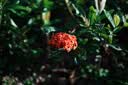 适马（SIGMA）Art 50mm F1.2 DG DN 全画幅微单 大光圈定焦镜头 人像肖像（索尼E卡口） 实拍图