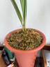 劉閣蘭花兰花专用保湿水苔 美观绿化苔藓 养兰花苗需备水草 绿植花卉盆景 1包3块，需要几包拍几件 实拍图