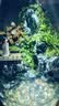 丘辰苔藓微景观养鱼生态瓶diy办公室内桌面绿植摆件花卉盆栽生日礼物 翠微2025款-店长推荐 晒单实拍图