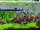 淘歌 TG 鱼缸加热棒防爆玻璃款300W 精准温控自动恒温 水族箱加热器 实拍图