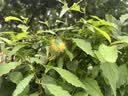 小熊（Bear）绞肉机家用小型不锈钢 绞馅机 搅肉机电动 打蒜机 碎肉机 2026新款家用QSJ-L03K3 实拍图