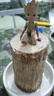 九月生水培巴西木幸运木带托盘格鲁特花卉绿植盆栽室内桌面植物中号 实拍图