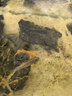 百因美（BIOZYM）观赏鱼饲料水族三湖慈鲷颗粒鱼食马鲷滋鲷素食肉食缓沉鱼粮 三湖慈鲷肉食饲料400g 实拍图