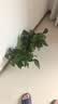 【绿萝盆栽】吸甲醛净化空气水培绿植物懒人花卉好养搬家礼物全 【新居摆放10盆】绿萝+灰色南瓜盆自吸水 整体含盆高度20-25cm 实拍图