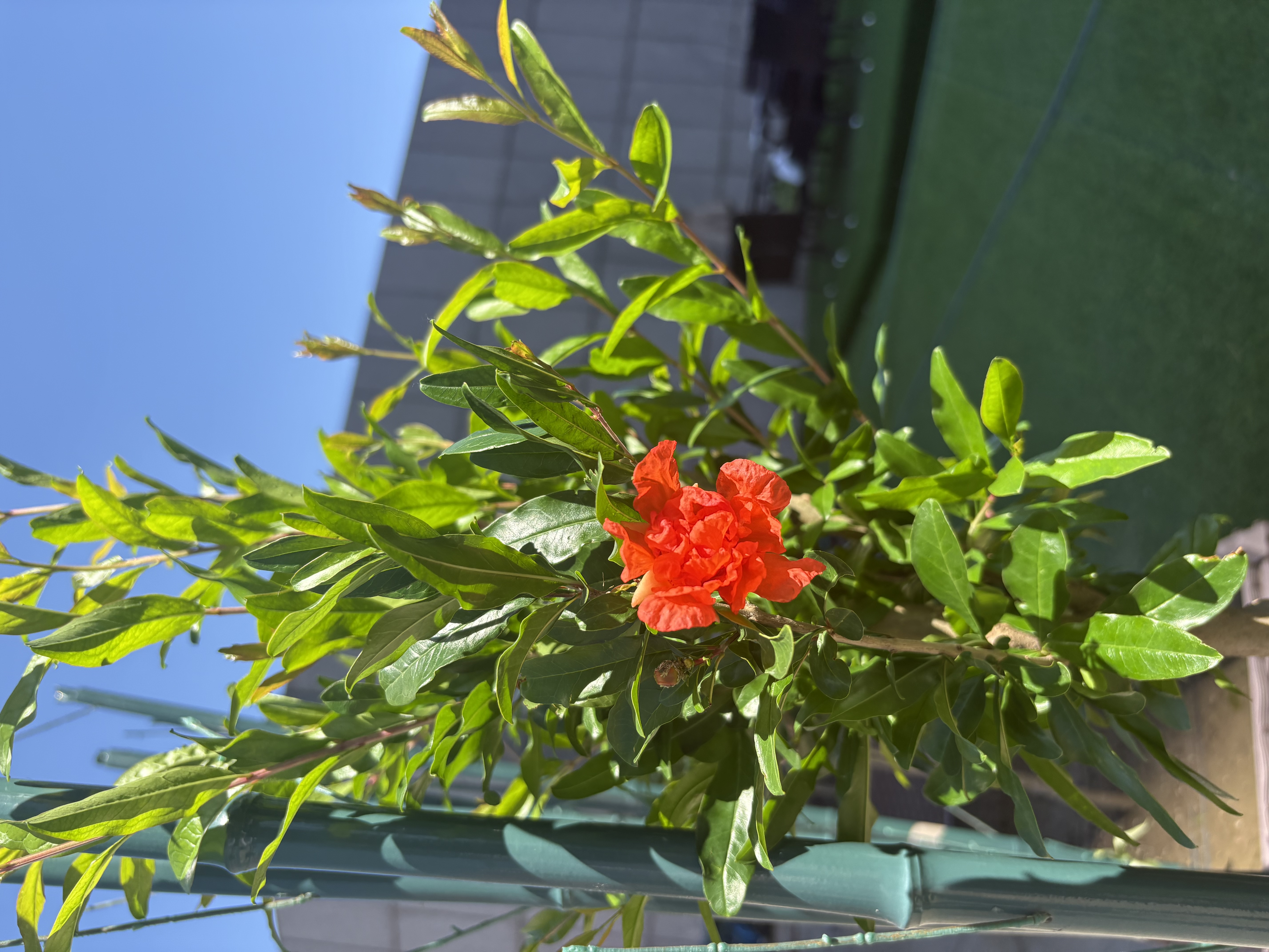 花美诺营养土养花通用型花土种花土壤大包50斤盆栽花卉种植土有机肥料 通用营养土100斤添加生根粉多菌灵 实拍图