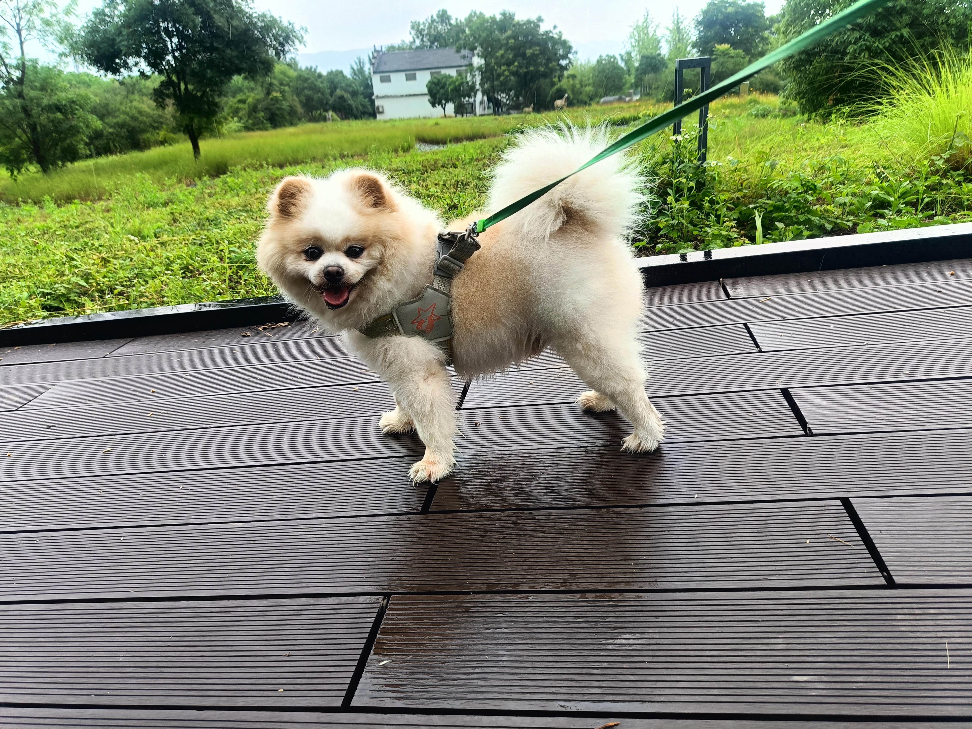 凡可奇小安心狗粮小型犬柯基泰迪柴犬比熊成犬通用全价狗狗粮2.5kg 实拍图
