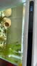 森森（SUNSUN）鱼缸水族箱客厅家用生态桌面金鱼缸免换水懒人鱼缸一体缸自循环 38cm长 内置棉和滤材 实拍图