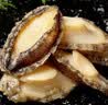 祥斌鲜冻大鲍鱼 净重400g(10粒)袋装 火锅烧烤红烧煲汤食材 海鲜水产 实拍图