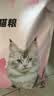 卫加全价猫粮20斤装 成猫幼猫主粮全阶段通用型天然粮10kg 实拍图
