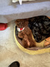 Sashas旗舰萨沙鲨鱼软骨素关节保护猫犬软骨骨骼呵护宠物关节日常保健 萨沙胶囊 30粒*1瓶 【猫犬通用】 实拍图