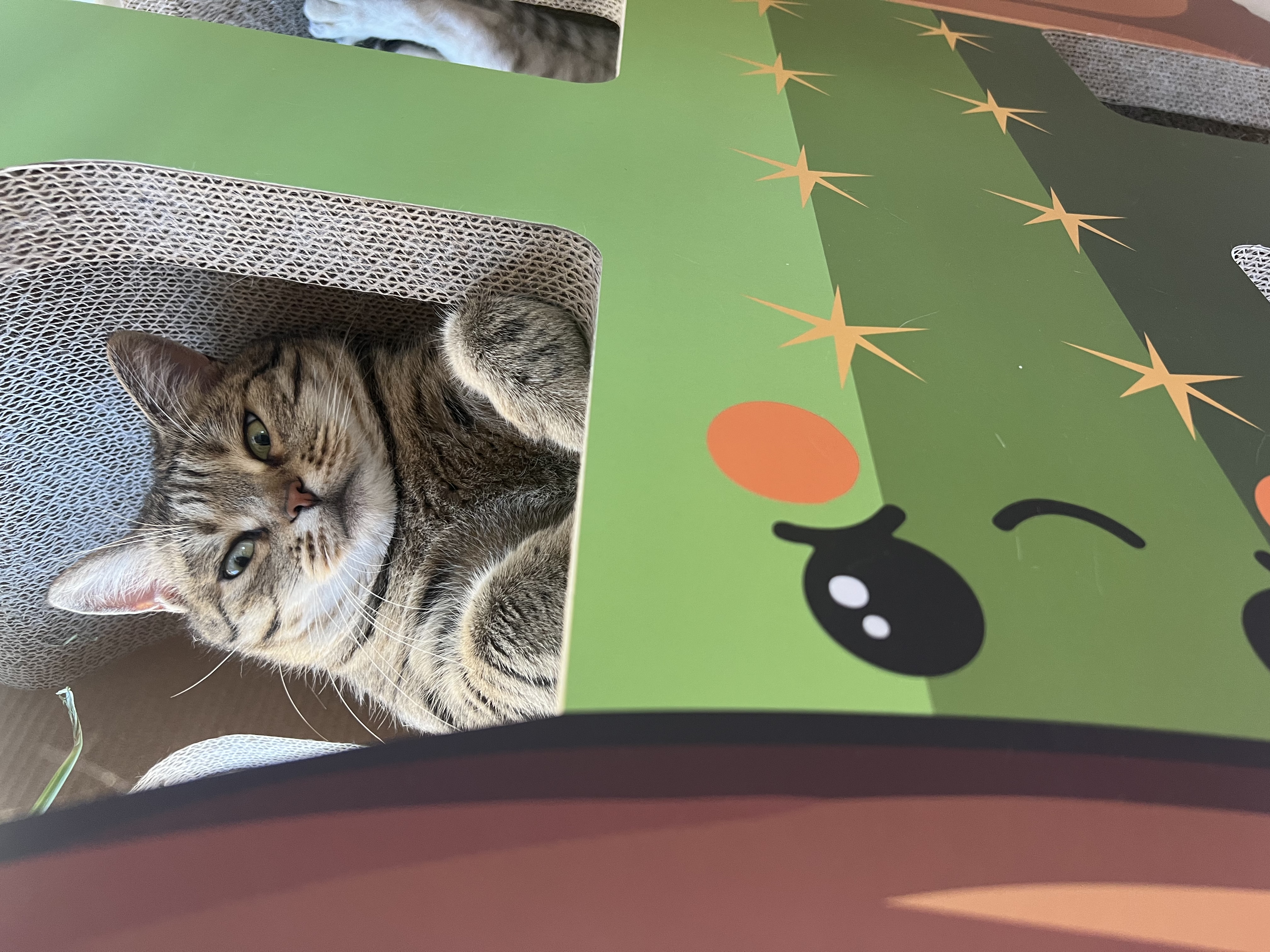 K9 Natural三种口味猫主食罐头170g*12成猫幼猫猫湿粮猫罐头新西兰原装进口 实拍图