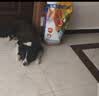 心粮鲜肉羊乳冻干狗粮大中型成犬全价金毛边牧通用犬粮 【鲜肉羊乳】基础款袋装10kg 实拍图