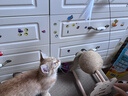 HELLOJOY逗猫咪玩具自嗨解闷猫抓板幼猫爪板小猫抓球耐抓不掉屑耐磨猫爬架 实拍图