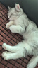 派乐特 猫奶瓶幼猫新生宠物幼犬狗狗喂奶器小猫奶嘴猫咪用品 针管喂奶器 实拍图