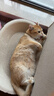 皇家成猫猫粮 营养均衡 F32 通用粮 1-7岁4.5kg*2 实拍图