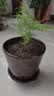 文竹盆栽绿植花卉盆景植物室内客厅水培文松云竹文竹大苗四季常青 小文竹【1颗】原盆原土球发货 高度15-25cm 实拍图