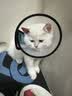憨憨乐园伊丽莎白圈宠物耻辱圈狗狗猫咪猫头套项圈宠物脖套防咬圈用品7号 实拍图