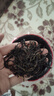 印象堂茶叶  新茶金骏眉正山红茶小种滇红桂花红茶四大茗茶罐装500g自饮 实拍图