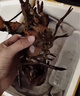 喵和渔【活鲜】鲜活波士顿龙虾大龙虾波龙加拿大进口虾类活虾海鲜生鲜 500-550g/一只 实拍图
