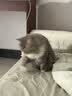 皇家成猫猫粮 营养均衡 F32 通用粮 1-7岁 2KG 实拍图