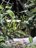 史丹利大块椰砖4.5KG 营养土椰糠养花通用型花土椰壳种菜专用脱盐椰子土 实拍图