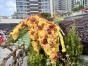 京鲜生 新疆吊干杏 3斤 单果9-12g+ 新鲜应季水果 8分甜2分酸 实拍图