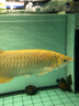 森森（SUNSUN）鱼缸过滤器外置水族箱过滤桶 HW302(无滤材 适合0.6-1米的鱼缸) 实拍图