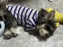 皇家狗粮 幼犬狗粮 宠物 小型犬 MIJ31 全价犬粮 2-10月 2KG 实拍图