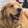 麦富迪狗粮 无谷牛肉双拼狗粮成犬 小型犬中大型犬通用15kg/30斤 实拍图